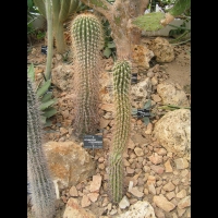 Echinopsis atacamensis (fam Cactacees) (Argentine, Bolivie, Perou) (2)